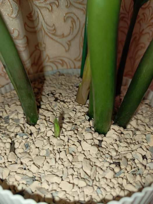 Фотография покупателя товара Субстрат минеральный ZeoFlora для растений, цеолит, почвоулучшитель, 2.5 л, влагосберегающий грунт, фракция 1-3 мм