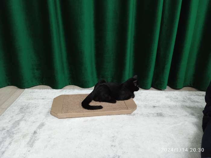 Фотография покупателя товара Когтеточка-лежанка «Пижон», 49×23×2.5 см, гофрокартон - Фото 10