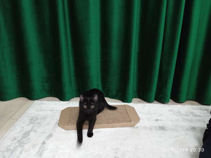 Фотография покупателя товара Когтеточка-лежанка «Пижон», 49×23×2.5 см, гофрокартон - Фото 11