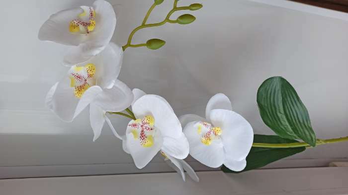 Фотография покупателя товара Цветы искусственные "Орхидея фаленопсис" премиум, 7х55 см, белый - Фото 8