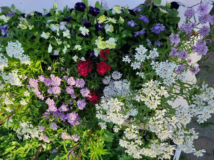 Фотография покупателя товара Семена цветов Иберис зонтичный "Ежевичные меренги", 0,1 г - Фото 4