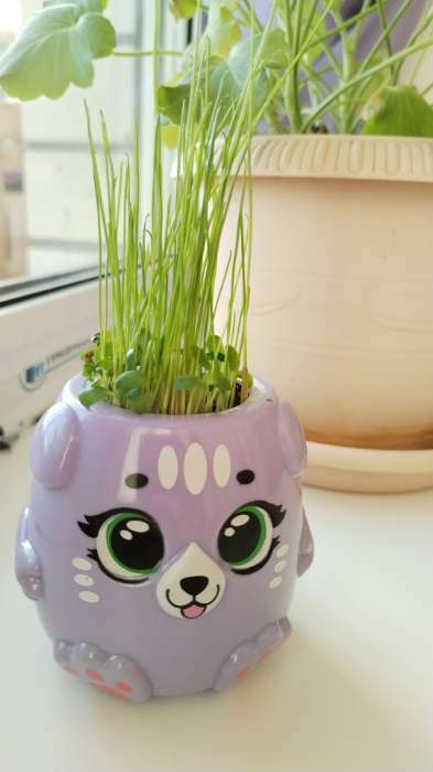 Фотография покупателя товара Набор для опытов «Котики. Выращиваем травку», фиолетовый горшочек - Фото 5