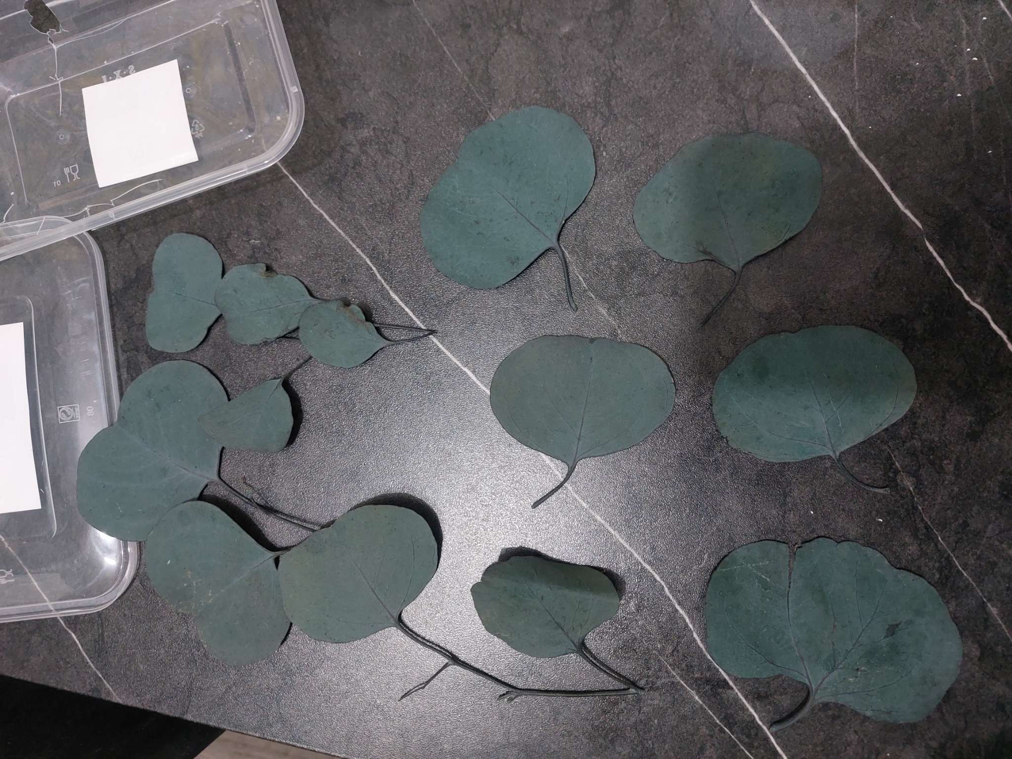 Фотография покупателя товара Набор сухоцветов «Листья эвкалипта» - Фото 1