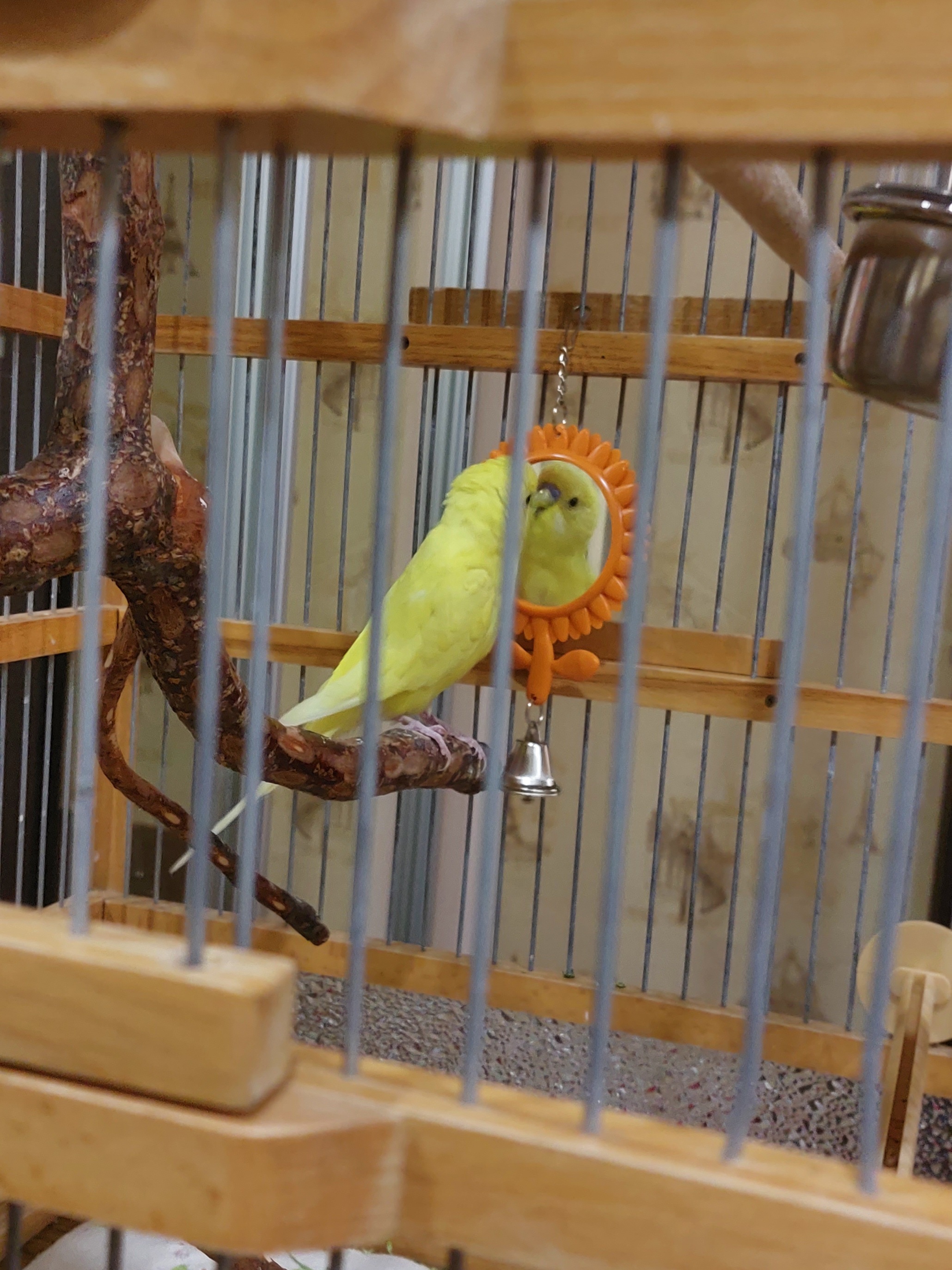 Фотография покупателя товара Игрушка для птиц "Подсолнух", 8 х 15,5 см, микс жёлтая/оранжевая - Фото 1