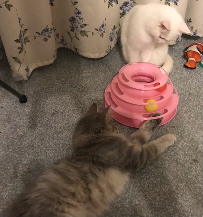 Фотография покупателя товара Игровой комплекс для кошек с 3 шариками, микс цветов