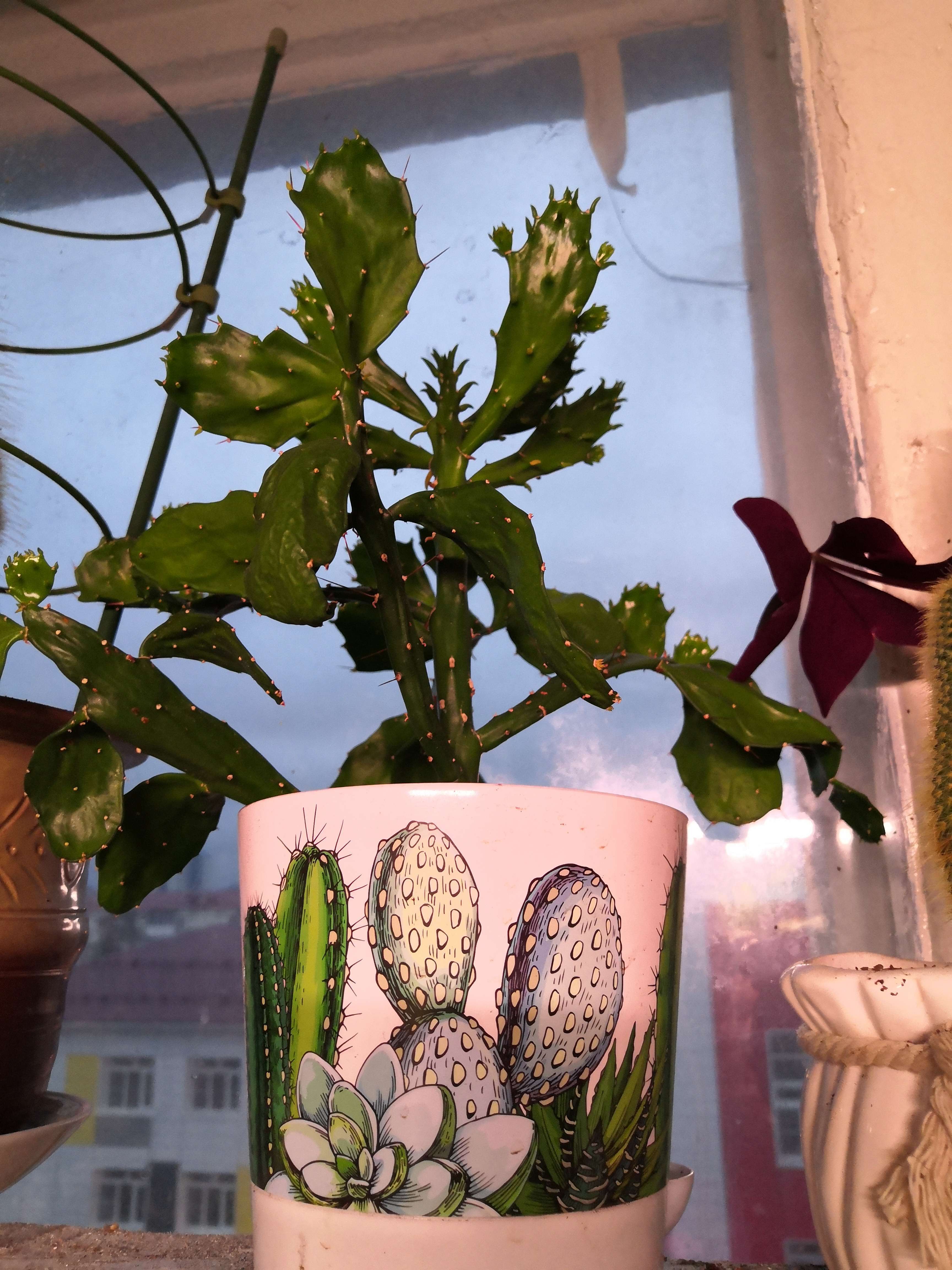 Фотография покупателя товара Горшок для цветов с прикорневым поливом «Ника Деко. Кактусы», 1,6 л - Фото 4