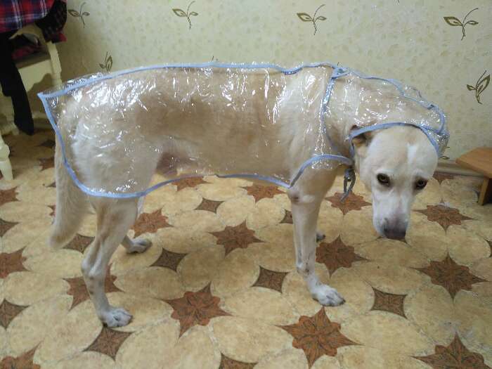 Фотография покупателя товара Дождевик с капюшоном для собак OSSO, р. 45 (ДС 45 см), прозрачный, окантовка микс цветов - Фото 7