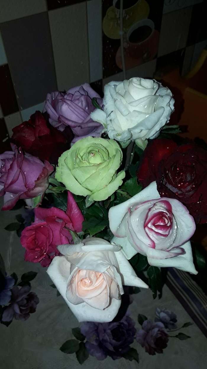Фотография покупателя товара Саженец розы Белла Вита,  Весна 2024, 1 шт. - Фото 10