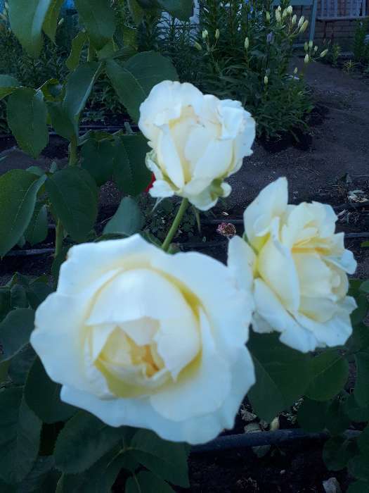 Фотография покупателя товара Саженец розы Белла Вита,  Весна 2024, 1 шт.