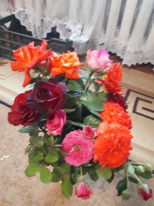Фотография покупателя товара Саженец розы Белла Вита,  Весна 2024, 1 шт.