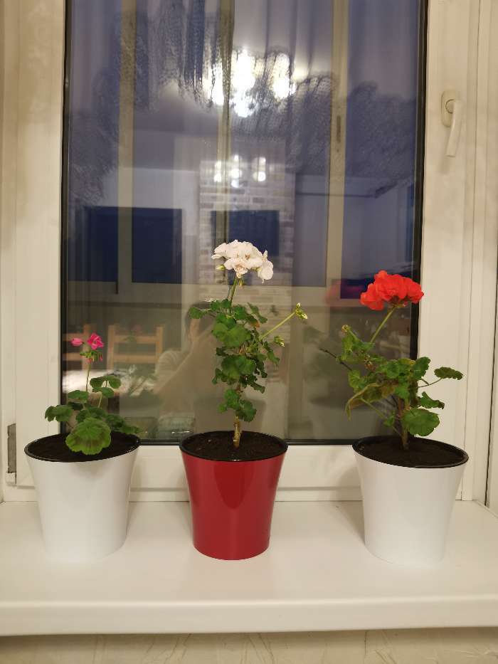 Фотография покупателя товара Кашпо для цветов со вставкой «Арте», 2 л, цвет красно-чёрный - Фото 3