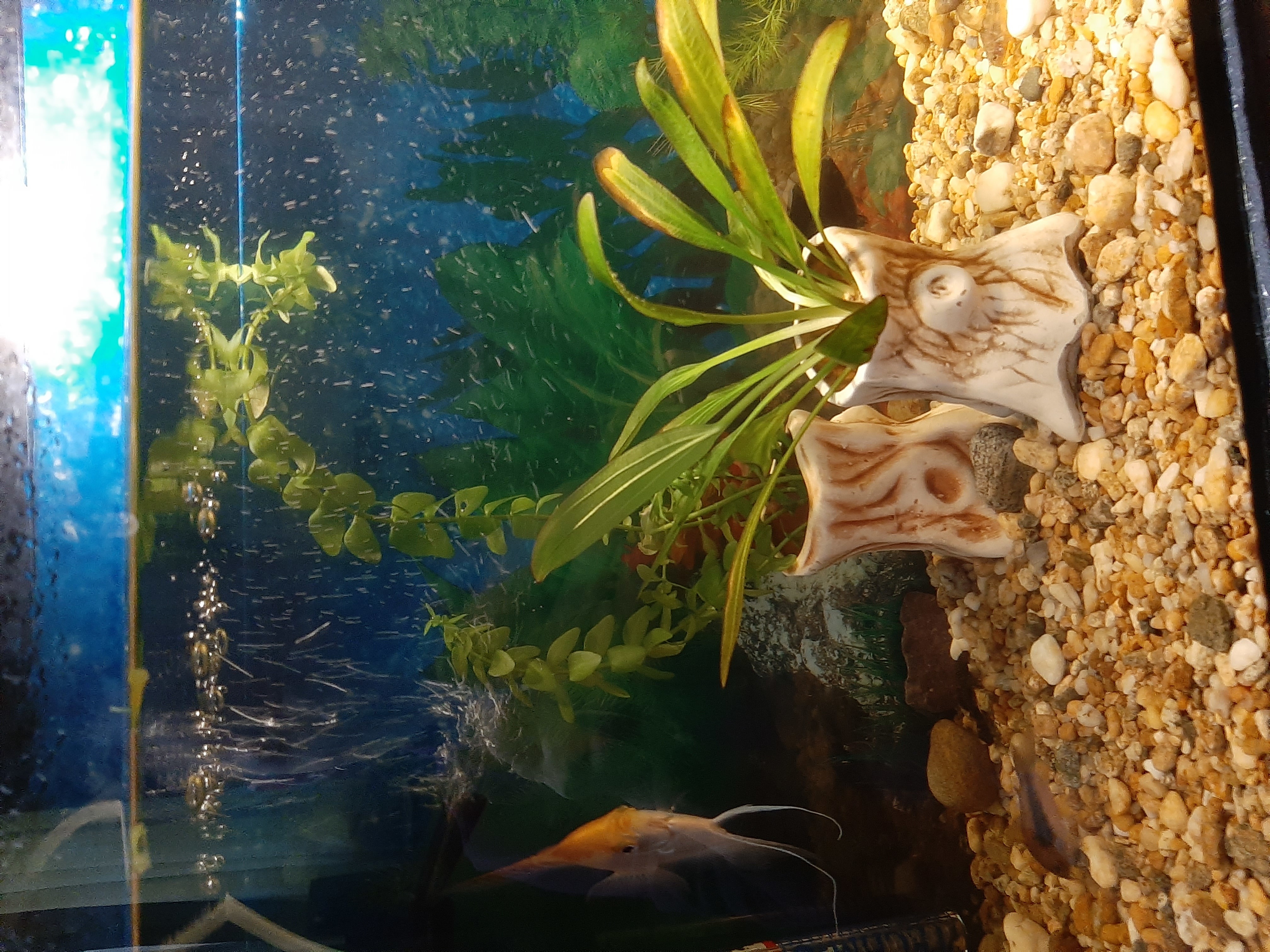 Фотография покупателя товара Декорация для аквариума "Пень", 6,5 х 8 х 10 см, микс - Фото 1