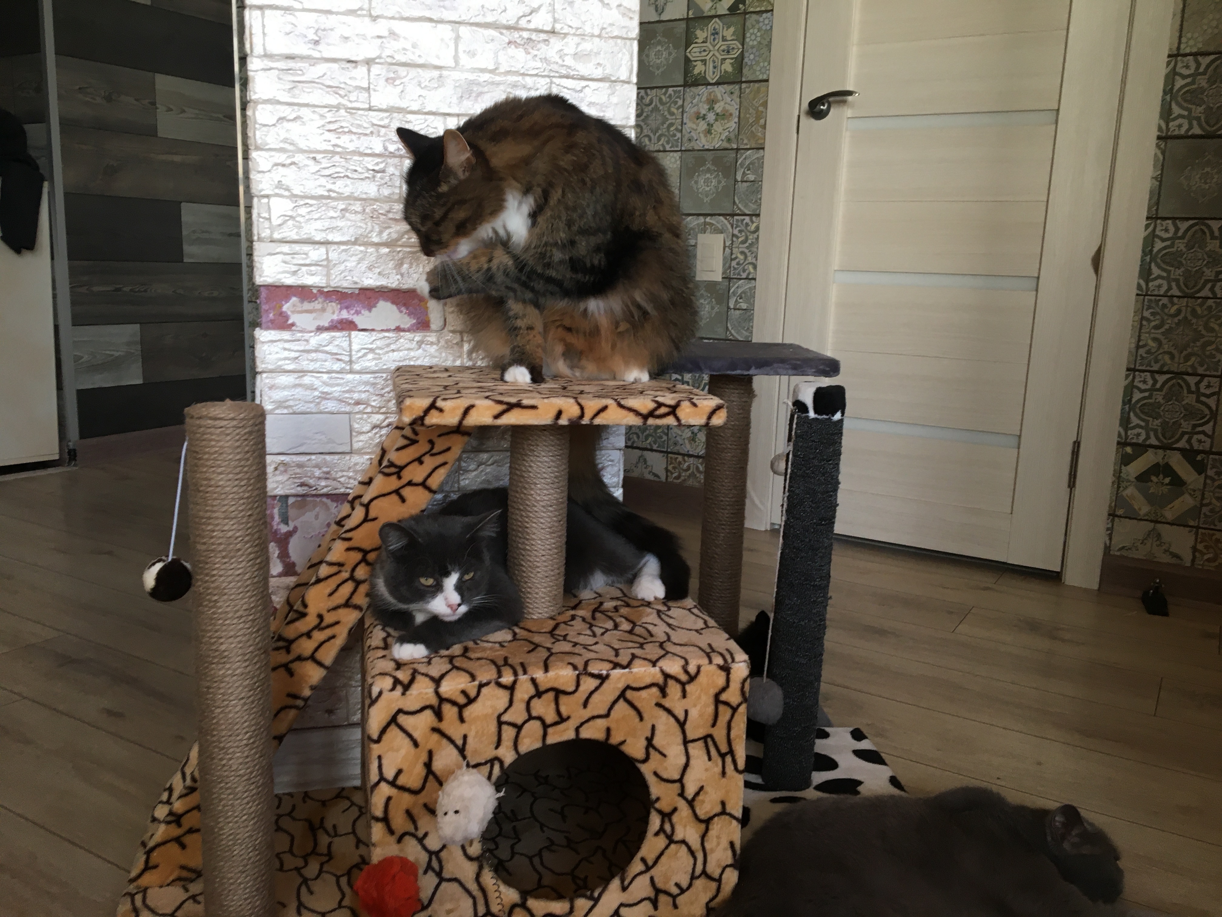 Фотография покупателя товара Домик для кошек с когтеточкой "Домосед", с лестницей и площадкой, 60 х 35 х 56 см, микс - Фото 9