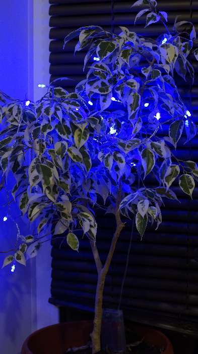 Фотография покупателя товара Гирлянда «Нить» 4 м, IP20, прозрачная нить, 40 LED, свечение фиолетовое, 2 режима, AAх3 - Фото 11