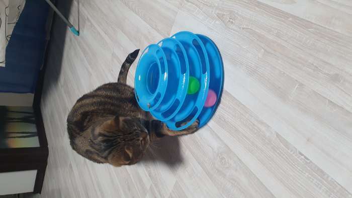 Фотография покупателя товара Игровой комплекс "Пижон" для кошек с 3 шариками, 24,5 х 24,5 х 13 см, зелёный - Фото 1