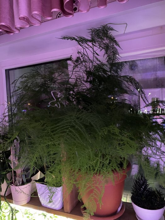 Фотография покупателя товара Семена цветов Аспарагус перистый «Паутинка», 5 шт., «ПОИСК» - Фото 1