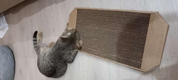 Фотография покупателя товара Когтеточка-лежанка для кошек "Пижон" из гофрокартона, 49 х 23 х 2,5 см, КРАФТ - Фото 2