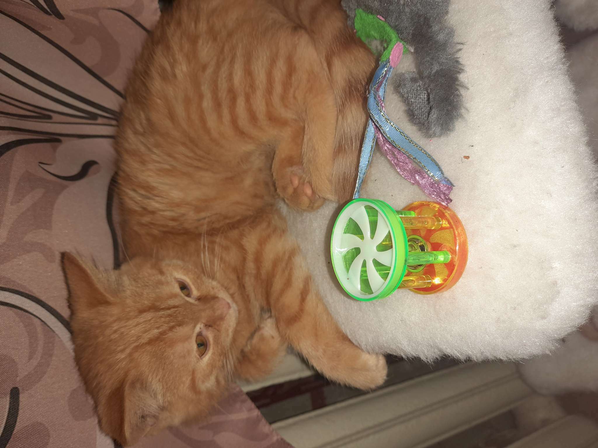 Фотография покупателя товара Игрушка для кошек с бубенчиком "Арена", 4 см, микс цветов