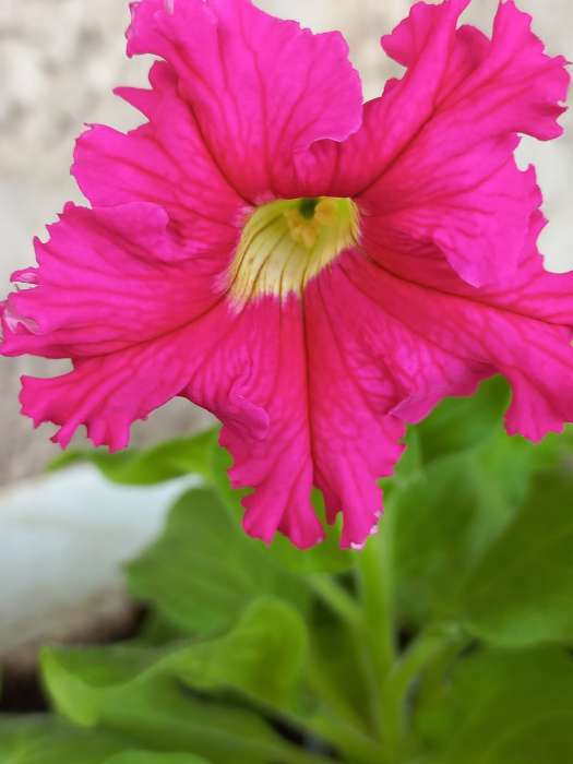 Фотография покупателя товара Семена цветов Фриллитуния Бабочка F1 крупноцветковая бахромчатая, 10 шт
