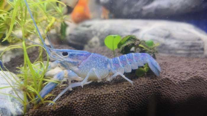 Фотография покупателя товара Фон для аквариума двухсторонний, 40×75 см - Фото 2