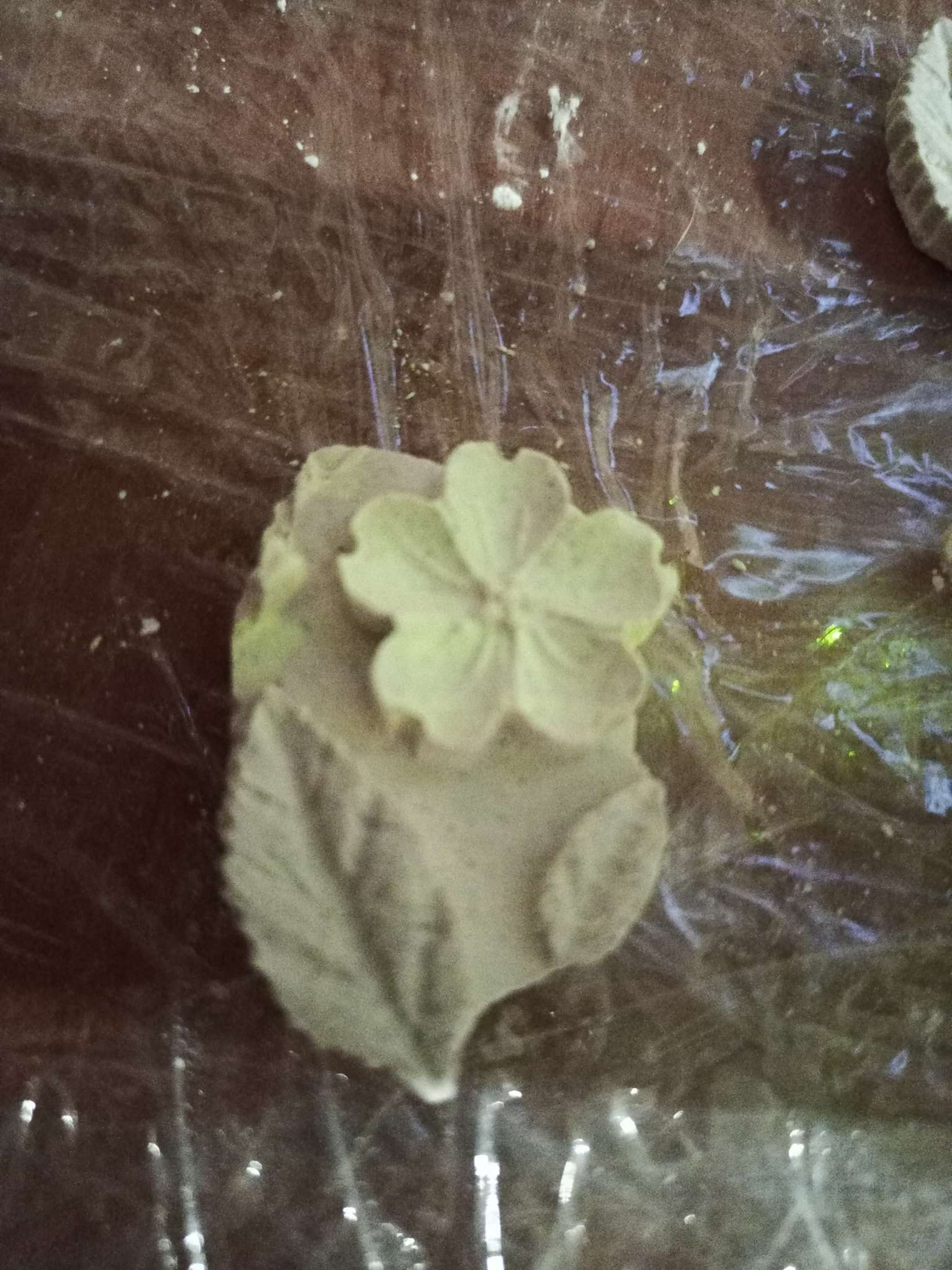 Фотография покупателя товара Молд Доляна «Цветок, лист и веточка», силикон, 5,5×0,9 см, цвет МИКС