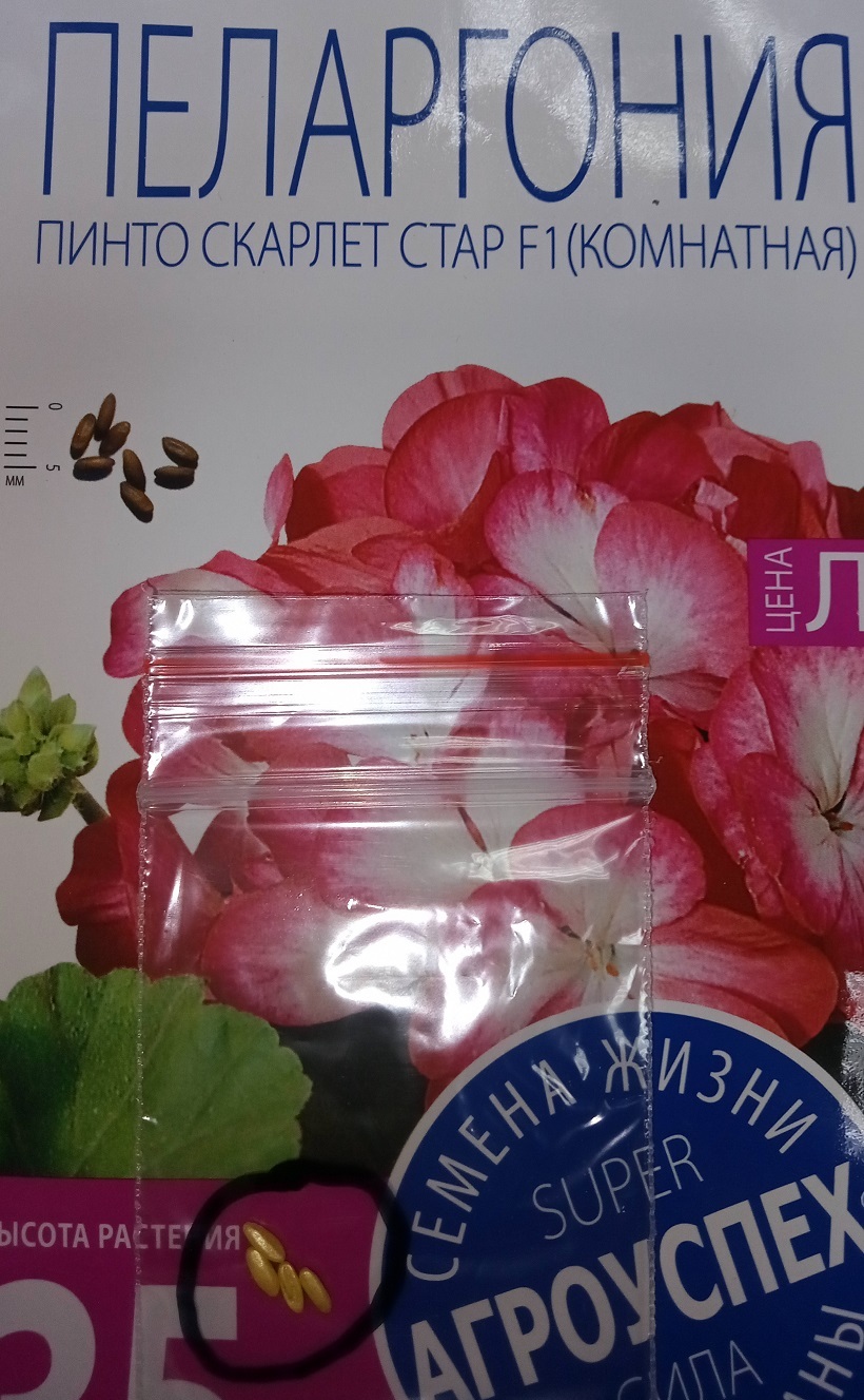 Фотография покупателя товара Семена цветов Пеларгония "Пинто Скарлет Стар", F1, 4 шт - Фото 8