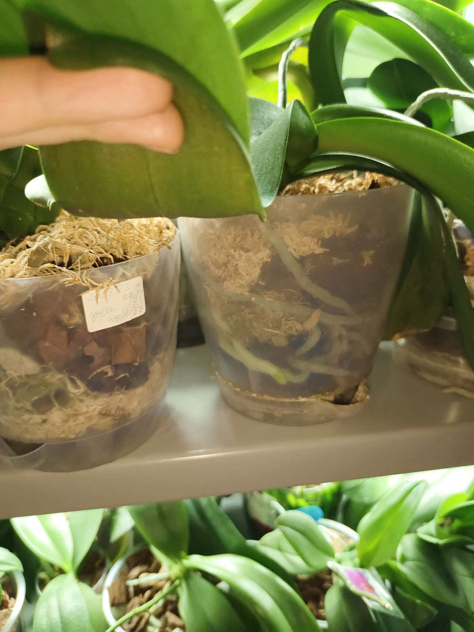 Фотография покупателя товара Горшок для орхидей «Адель», 1,5 л, цвет прозрачный - Фото 2