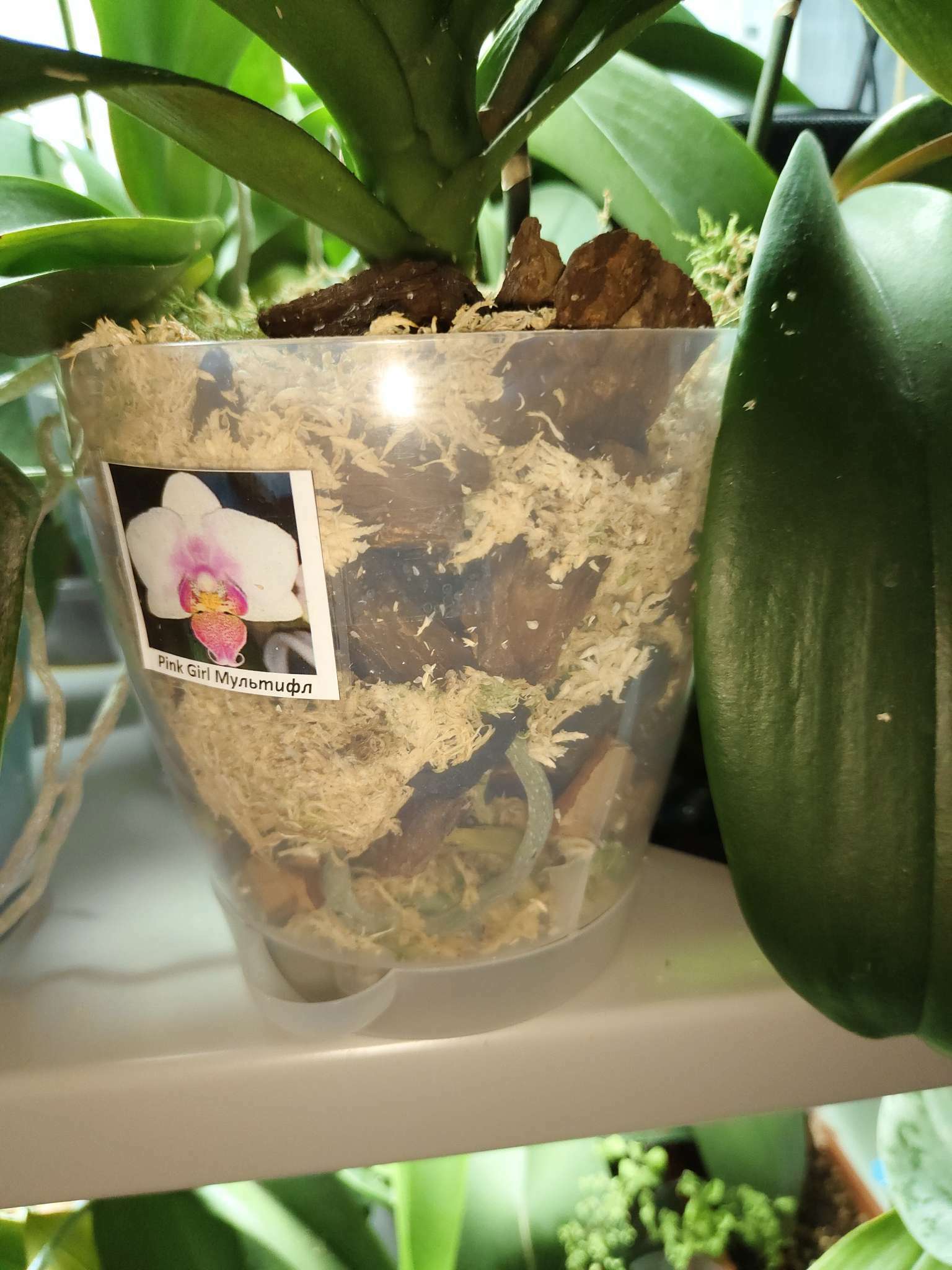 Фотография покупателя товара Горшок для орхидей «Адель», 1,5 л, цвет прозрачный - Фото 1