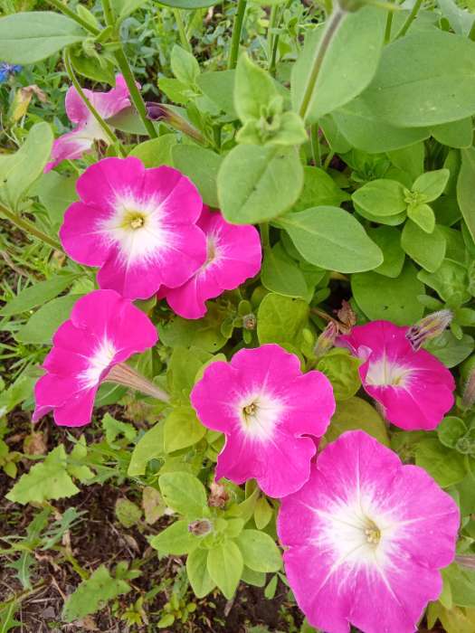 Фотография покупателя товара Семена Цветов Петуния "Мамбо", F1, розовое утро, многоцветковая, пробирка, 7 шт - Фото 21