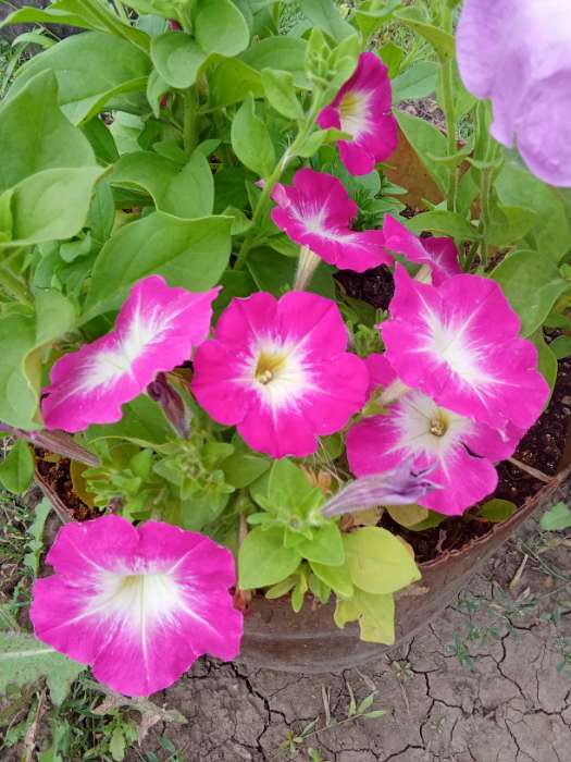 Фотография покупателя товара Семена Цветов Петуния "Мамбо", F1, розовое утро, многоцветковая, пробирка, 7 шт - Фото 22