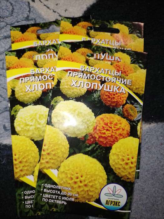 Фотография покупателя товара Семена цветов Бархатцы прямостоячие «Хлопушка», 0.2 г - Фото 2