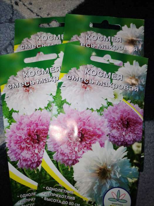 Фотография покупателя товара Семена цветов Космея махровая, О, 0,2 г - Фото 3