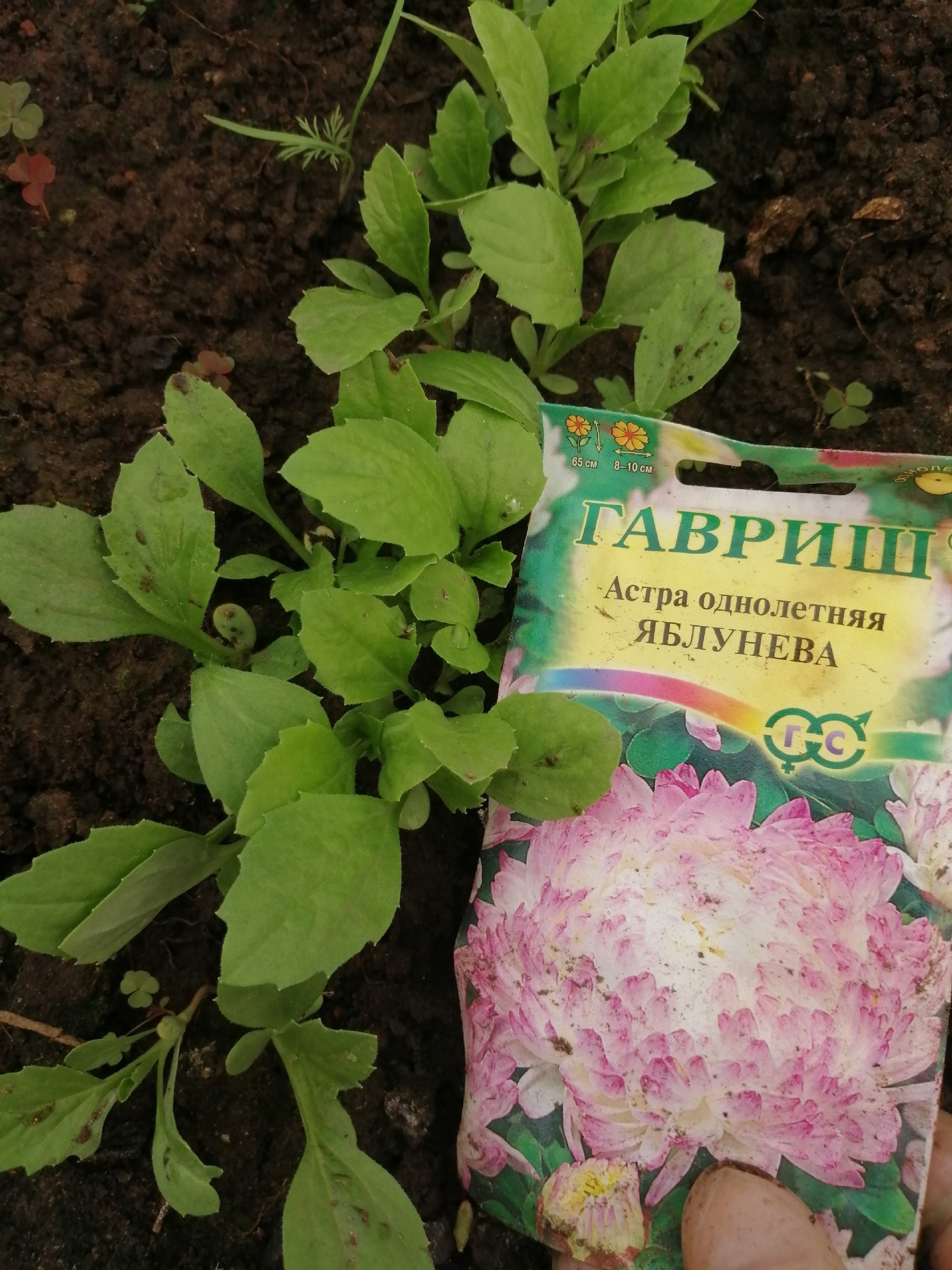 Фотография покупателя товара Семена цветов Астра пионовидная, "Яблунева", однолетняя, 0,3 г - Фото 1