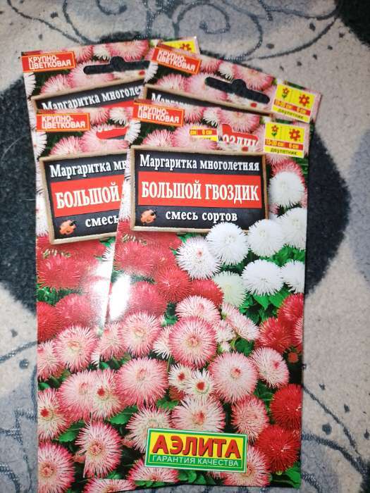 Фотография покупателя товара Семена цветов Маргаритка "Большой гвоздик", 0,05 г - Фото 2