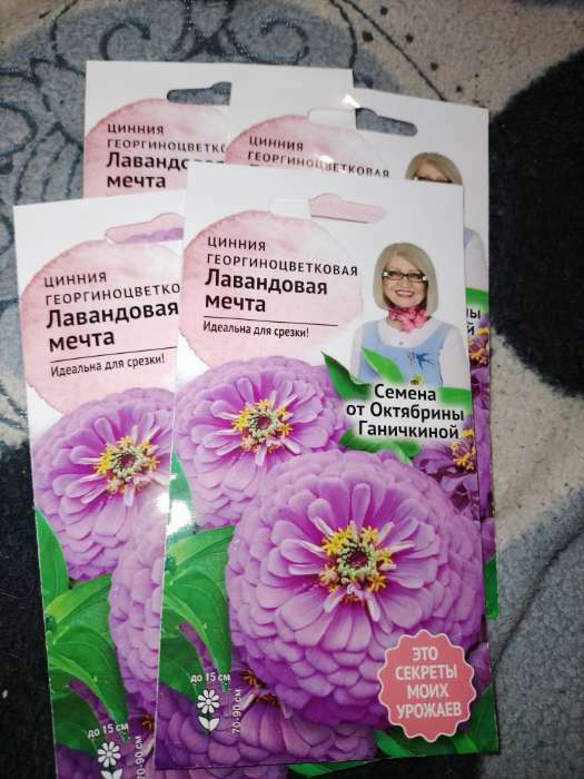 Фотография покупателя товара Семена Цветов Цинния "Лавандовая мечта", 0,3 г - Фото 2
