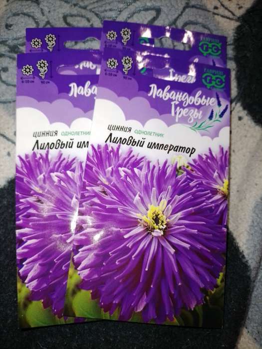 Фотография покупателя товара Семена цветов Цинния "Лиловый император", ц/п,  0,2 г - Фото 1