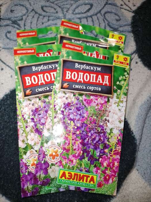 Фотография покупателя товара Семена цветов Вербаскум "Водопад", 0,1 г - Фото 2