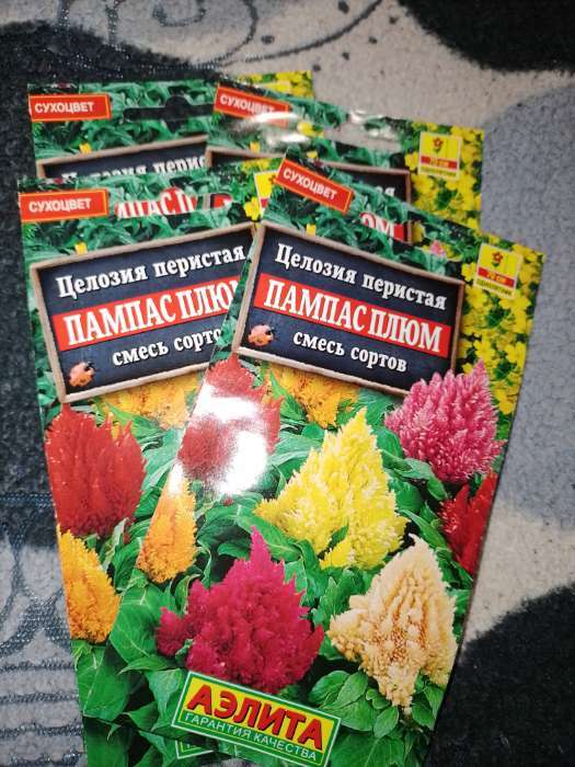 Фотография покупателя товара Семена цветов Целозия перистая "Пампас Плюм", смесь окрасок, О, 0,3 г - Фото 1