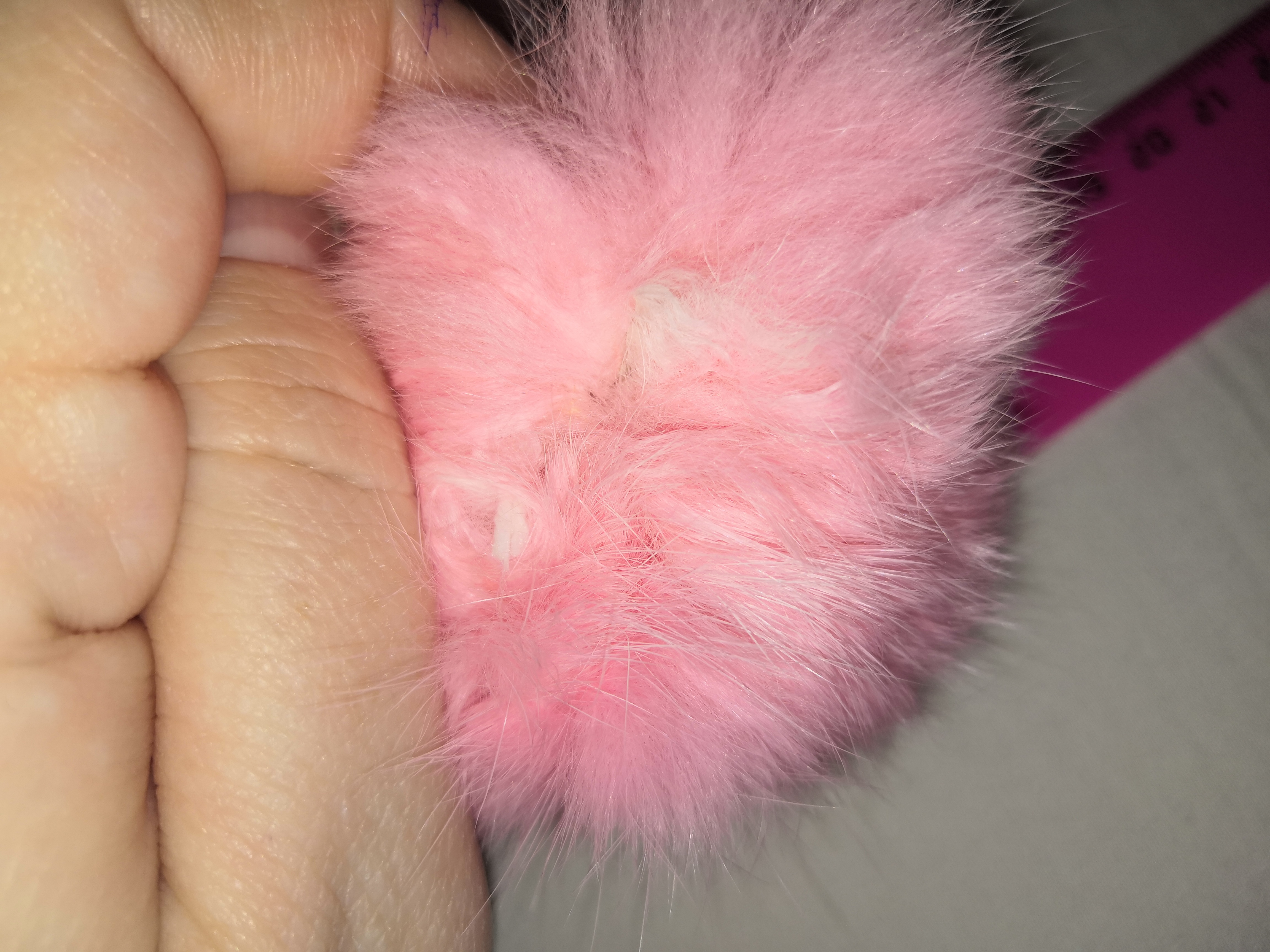 Фотография покупателя товара Помпон из натурального меха зайца, размер 1 шт: 7 см, цвет розовый - Фото 3