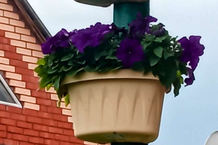 Фотография покупателя товара Семена Петуния Городские гиганты F1 синий бархат   Одн (драже в пробирке) Ц/П 7шт - Фото 4