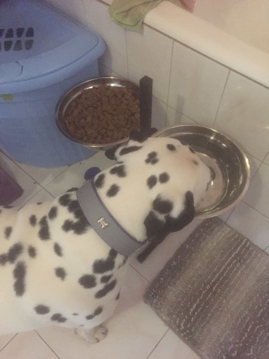 Фотография покупателя товара Сухой корм Tasty для взрослых собак, говядина, 15 кг