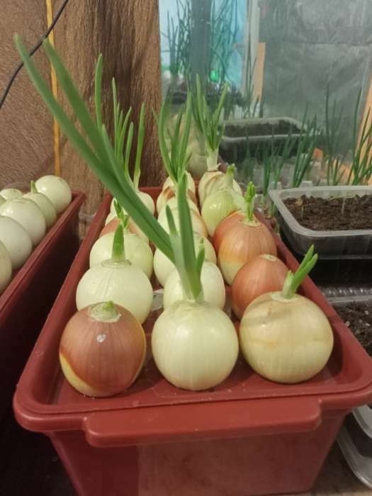 Фотография покупателя товара Ящик для выращивания зелёного лука, 40 × 19 × 10 см, 21 лунка, красный - Фото 2