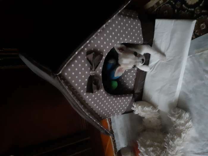 Фотография покупателя товара Домик для животных «Звёздочки», 34×32×37 см, коричневый - Фото 1