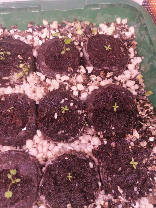 Фотография покупателя товара Семена цветов Эустома "Сапфир" Блу Чип, крупноцветковая, 5 шт