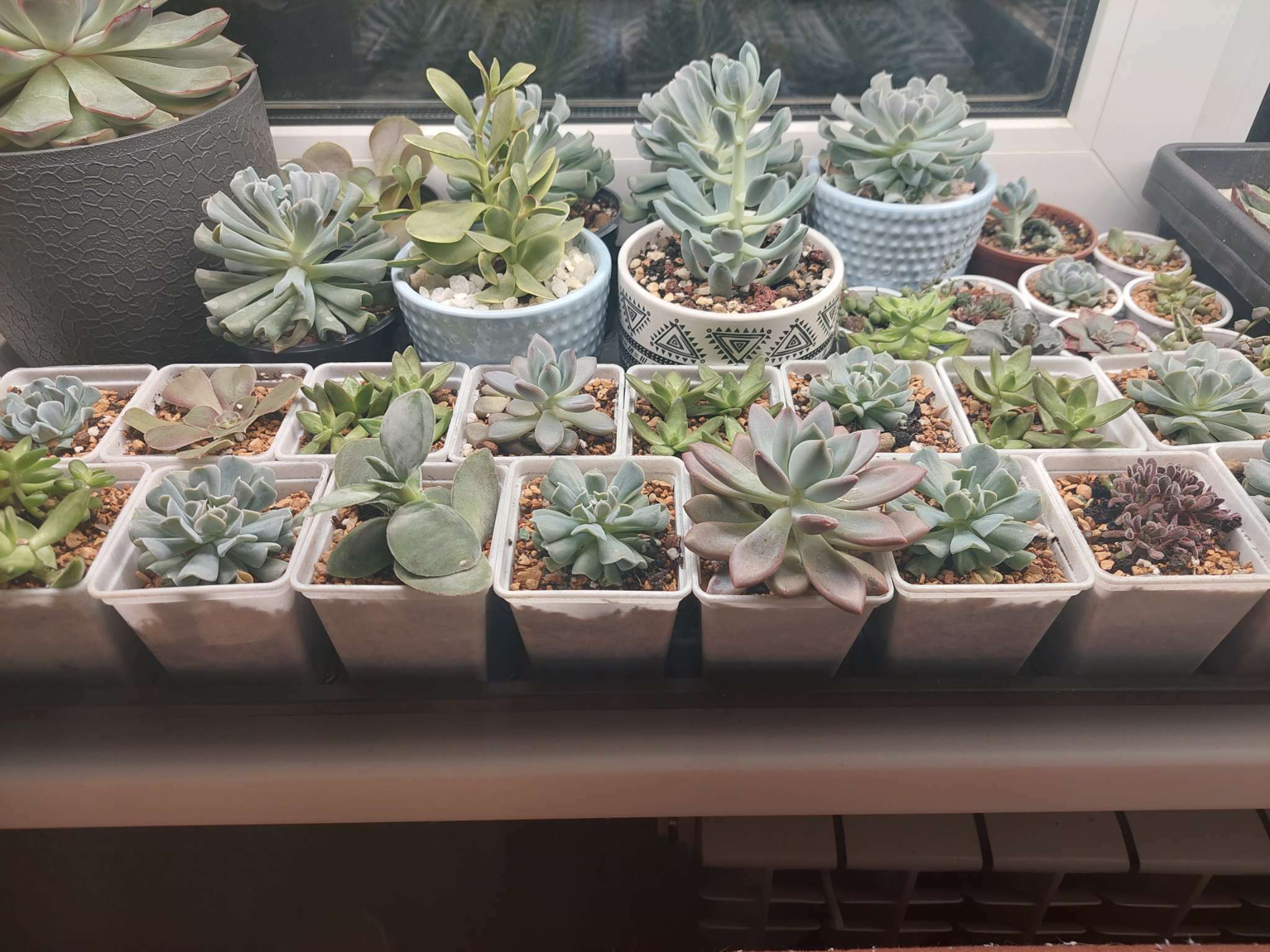 Фотография покупателя товара Горшок для рассады, 500 мл, 9×9×10 см, пластиковый, белый - Фото 9