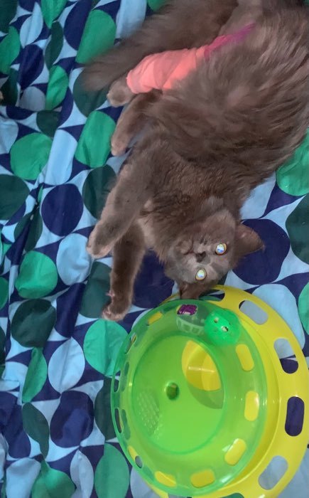 Фотография покупателя товара Игровой комплекс для кошек "Пижон" с отсеками для лакомств/кошачьей мяты и шариком, зелёный