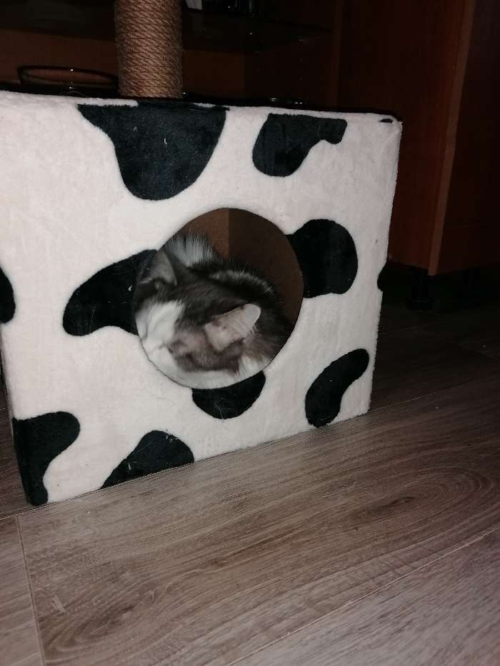 Фотография покупателя товара Домик для кошек с когтеточкой "Куб", с площадкой и игрушкой, 35 х 30 х 85 см, микс цветов - Фото 18