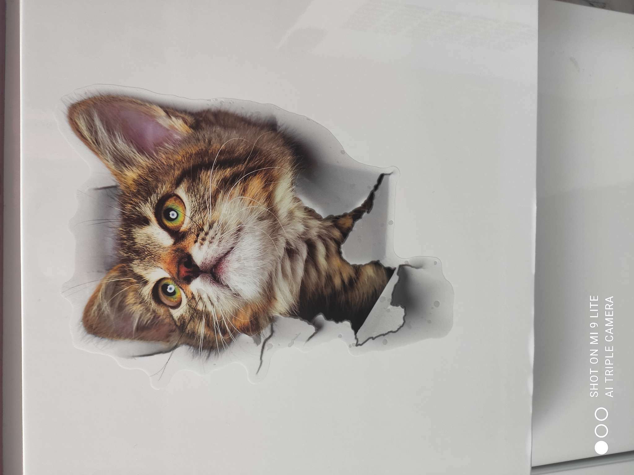 Фотография покупателя товара Интерьерная наклейка 3Д TAKE IT EASY «Кошка шотландская», на стену, 25×23 см, влагостойкая, ПВХ - Фото 24