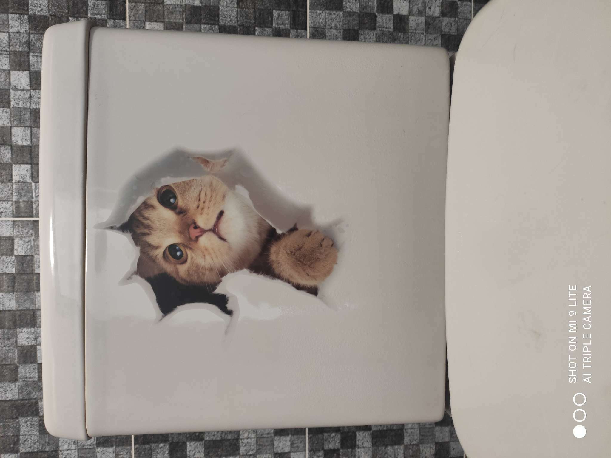 Фотография покупателя товара Интерьерная наклейка 3Д TAKE IT EASY «Кошка шотландская», на стену, 25×23 см, влагостойкая, ПВХ - Фото 23