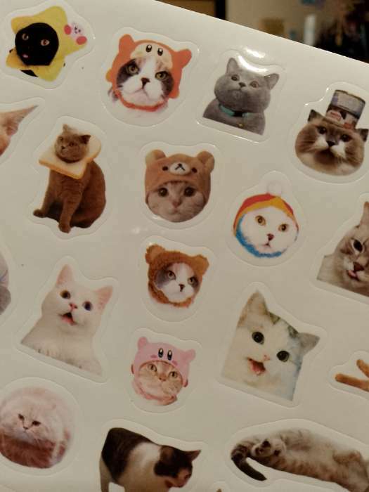 Фотография покупателя товара Альбом 250 наклеек «Мемные котики» - Фото 1